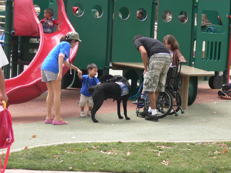 写真：コール君たちと、彼の介助犬黒いラブラドールに手を伸ばす小さな男の子