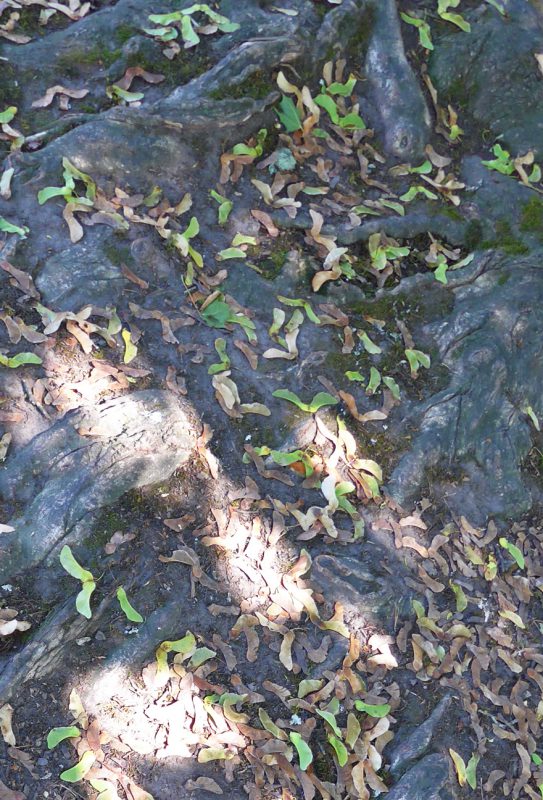 写真：カエデの大木の根元。ブーメラン型の実がたくさん落ちている