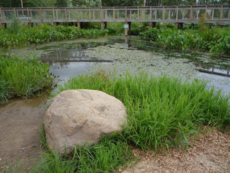 写真：水際から臨む池。岩や様々な水生植物が配されている