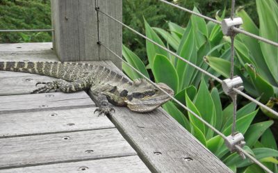 写真：園路にたたずみ池を眺めている大きなイグアナ