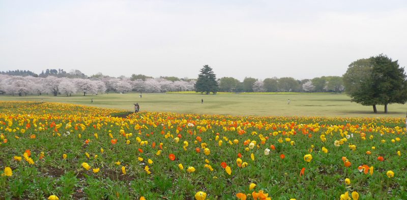 写真：黄色やオレンジ色のポピーの花畑の向こうに広々とした芝生広場。遠くには満開の桜並木