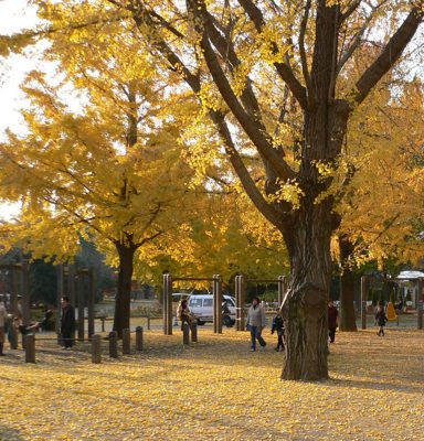 写真：黄色く色づいたイチョウの大木