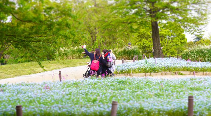 写真：ネモフィラの花畑をバックに、ベビーカーの両脇にしゃがんで写真を撮る母と祖母と子