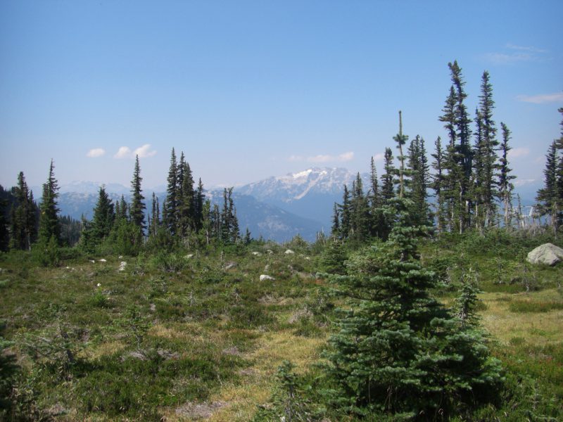 写真：高山植物や針葉樹の中を抜ける山のトレッキングロード