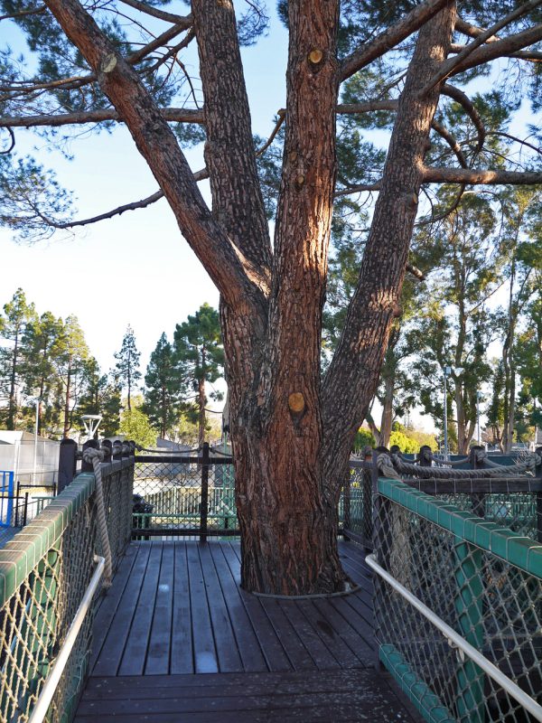 写真：たっぷりとした幹の針葉樹。木登りは禁止で低い位置の枝は払われている。