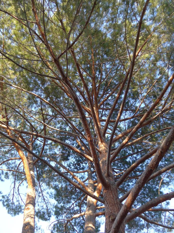 写真：幹から放射状に伸びる枝が高い梢まで続く。
