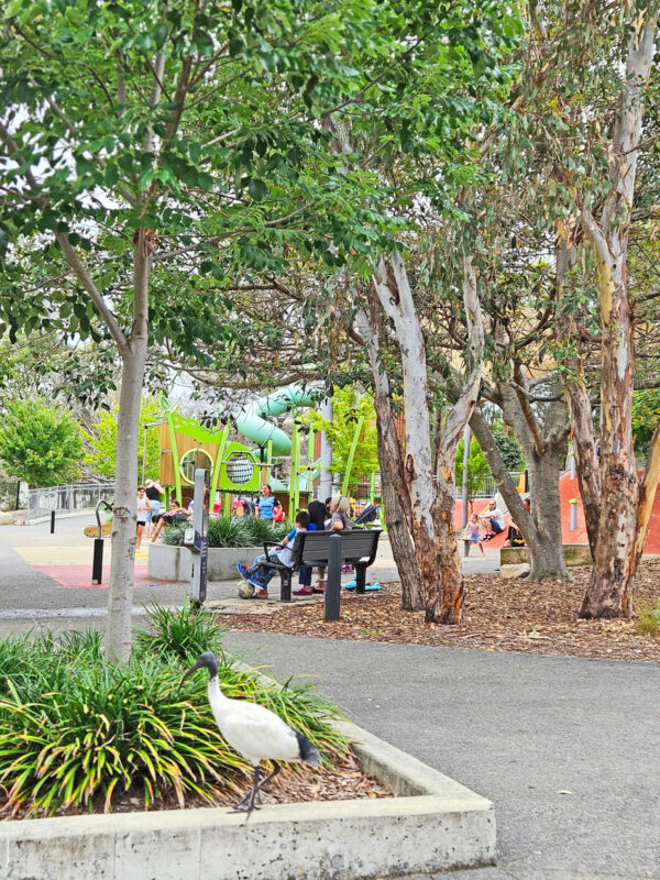 写真：大きなユーカリの木陰のベンチでくつろぐ親子。手前にトキの仲間の鳥アイビスが歩いている。